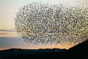 migrating starlings