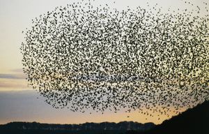 migrating starlings