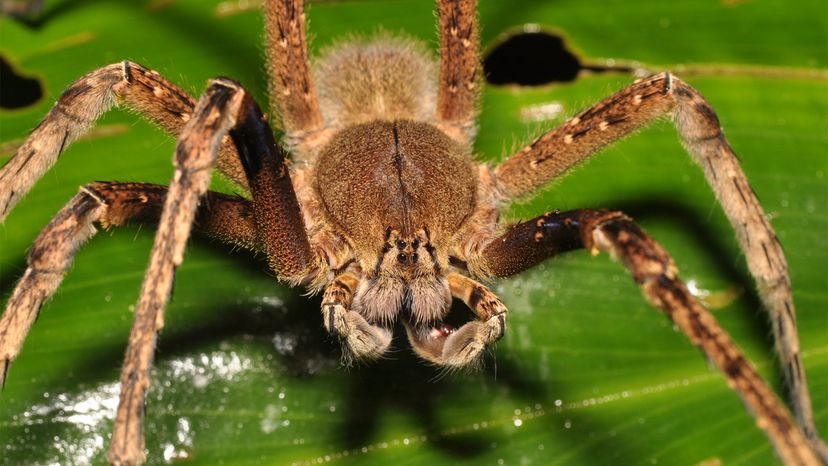 Brazilian wandering spider	