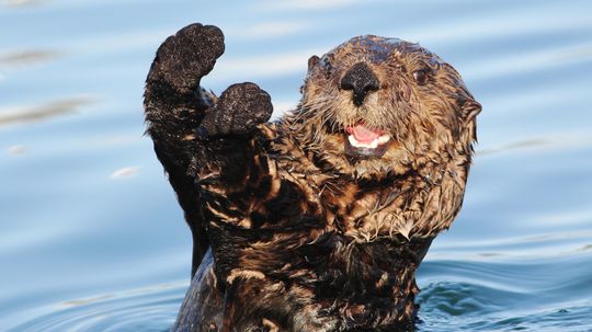 Why are otters playful?