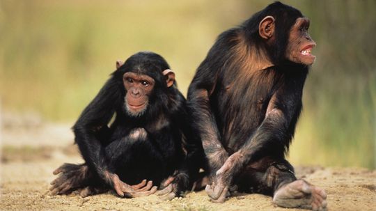 最后的共同祖先是什么?”width=