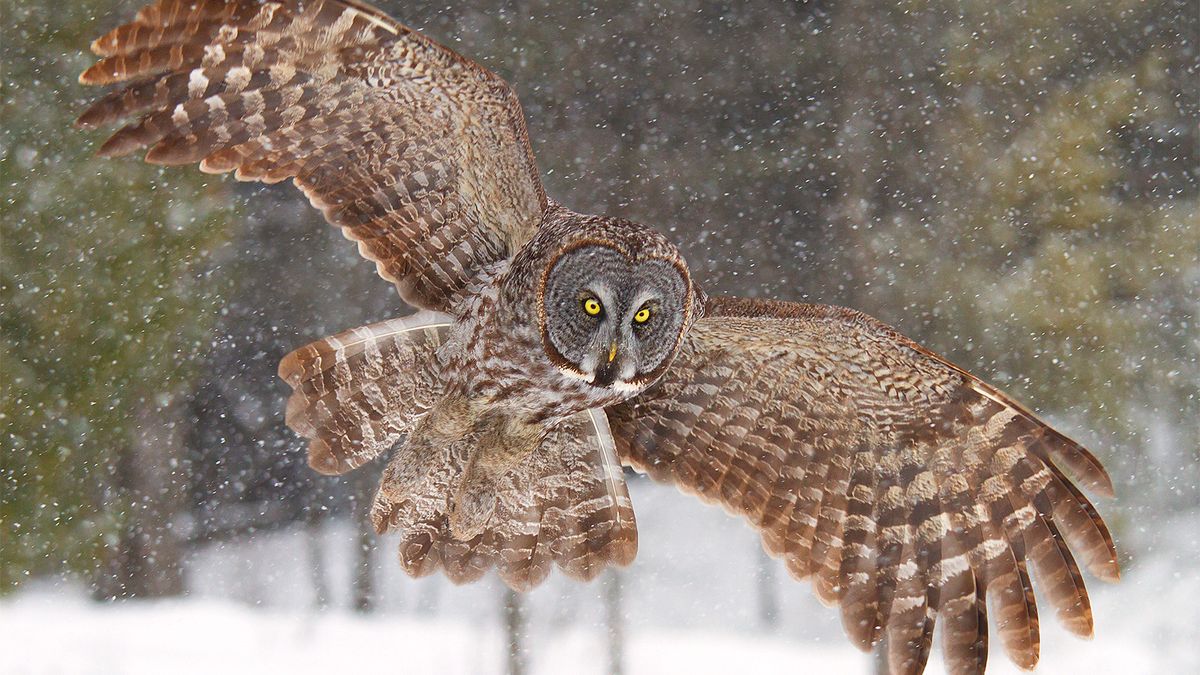 Owl Omen and Symbolism Why Do Owls Fascinate Us? HowStuffWorks