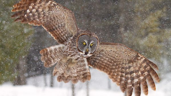 Owl Omen and Symbolism: Why Do Owls Fascinate Us?