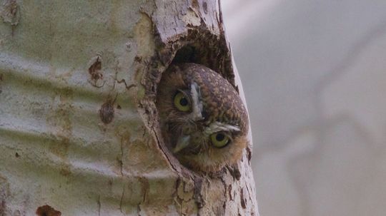 Meet the World's Smallest, Toughest Owl