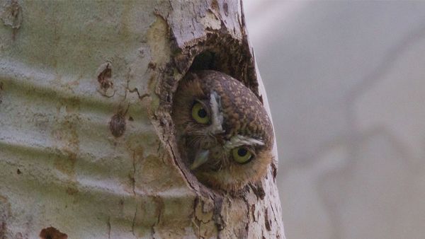 Elf owl, smallest owl