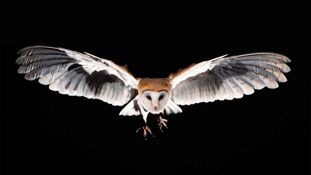 Owls' Feathers and Wing Structure | HowStuffWorks