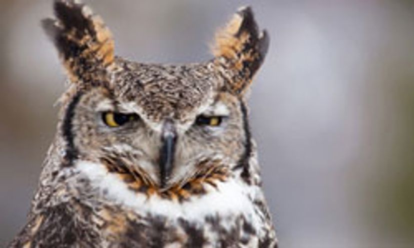 The Ultimate Owl Quiz