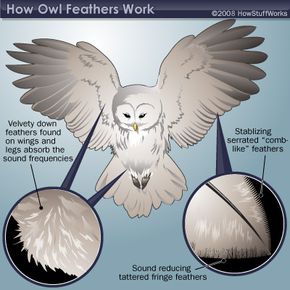 Illustration of owl feathers