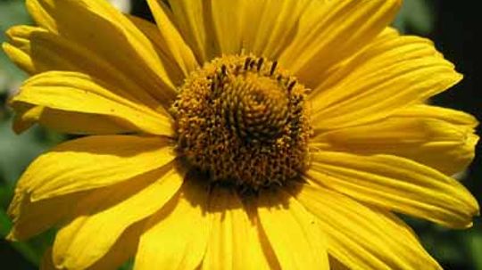 Ox-Eye, False Sunflower