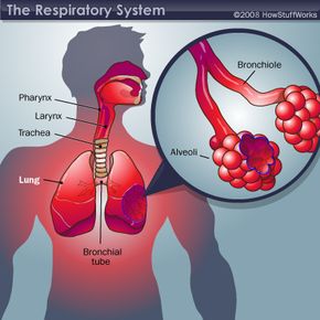 The respiratory system