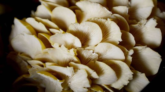 It's Easy to Grow Edible 'Shrooms in Your Kitchen