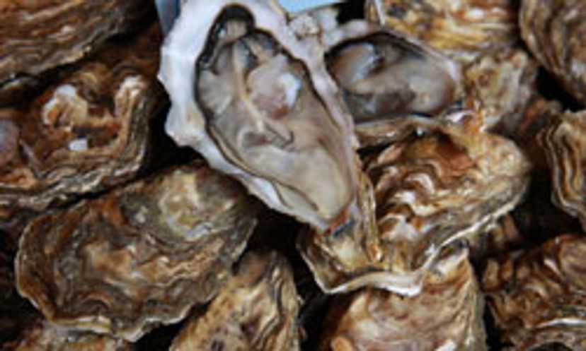 The Ultimate Oyster Quiz
