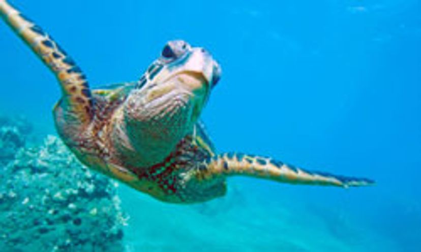 The Ultimate Ocean and Marine Life Quiz
