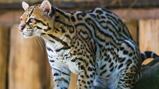 Meet the Ocelot: The Cutest Little Big Cat