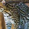 Meet the Ocelot: The Cutest Little Big Cat