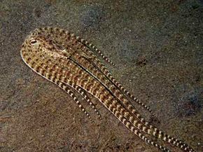 The mimic octopus is a master of disguise, trailing along the ocean floor like a flounder.