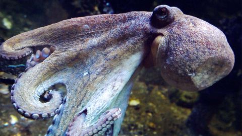 5 Animals Whose Blood Isn't Red | HowStuffWorks - Vimarsana News