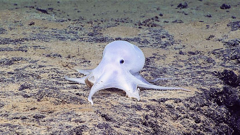 deep-sea hydrothermal vent octopus