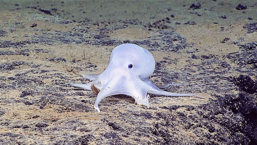 weird sea creatures discovered in antarctic