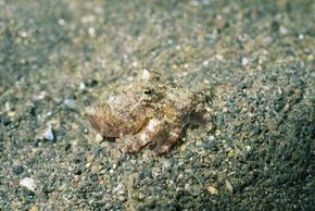 octopus hiding in sand