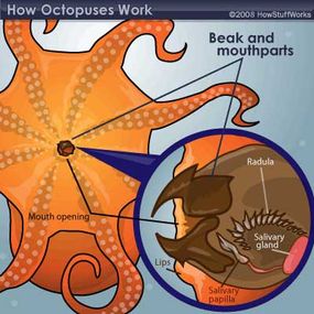octopus mouthparts