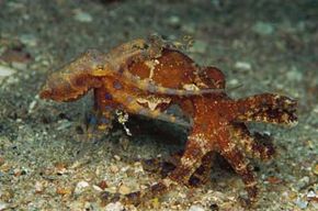 octopuses mating