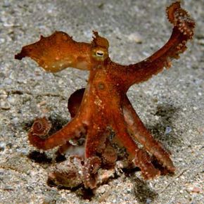 octopus disguises itself as kelp