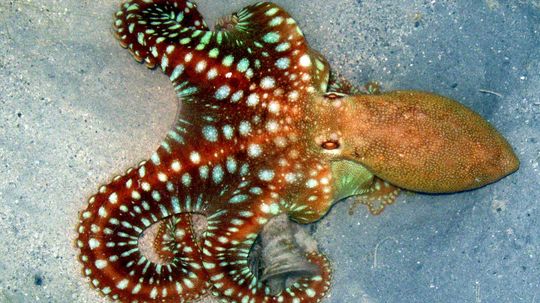 How can an octopus make itself look like another animal?
