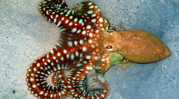 Octopus Camouflage