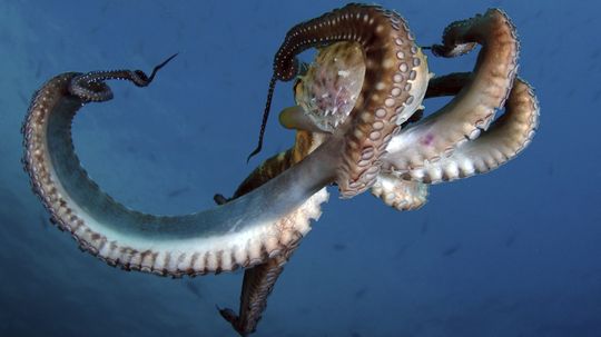 Why Is Octopus Blood Blue?