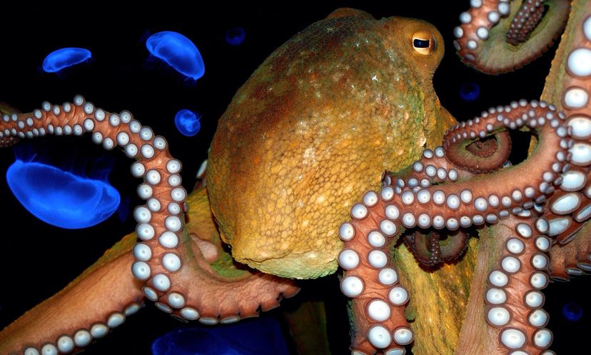 The Ultimate Octopus Quiz