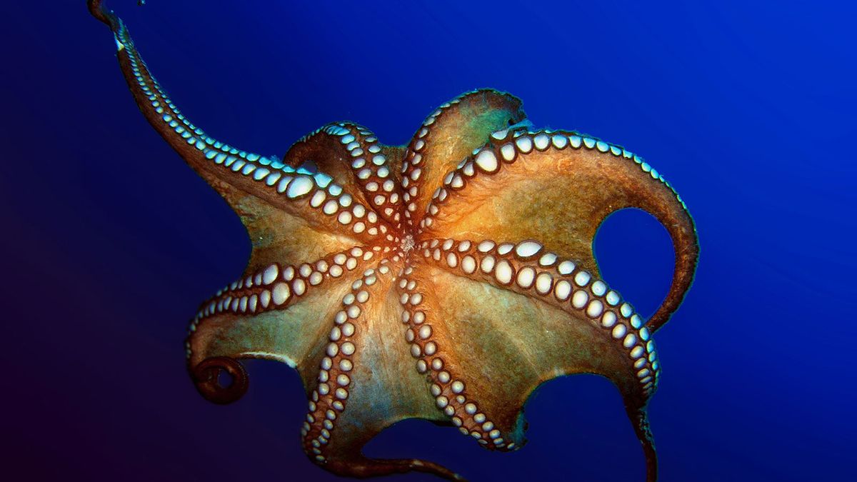 Octopus Reproduction: Birth, Life, Death and Birth Again. | HowStuffWorks