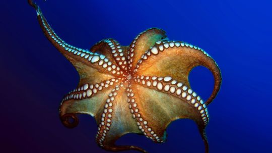 How Octopuses Work