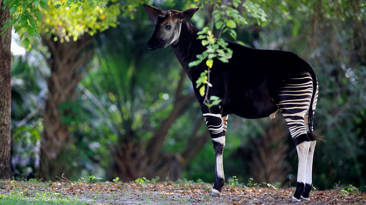 okapi and giraffe