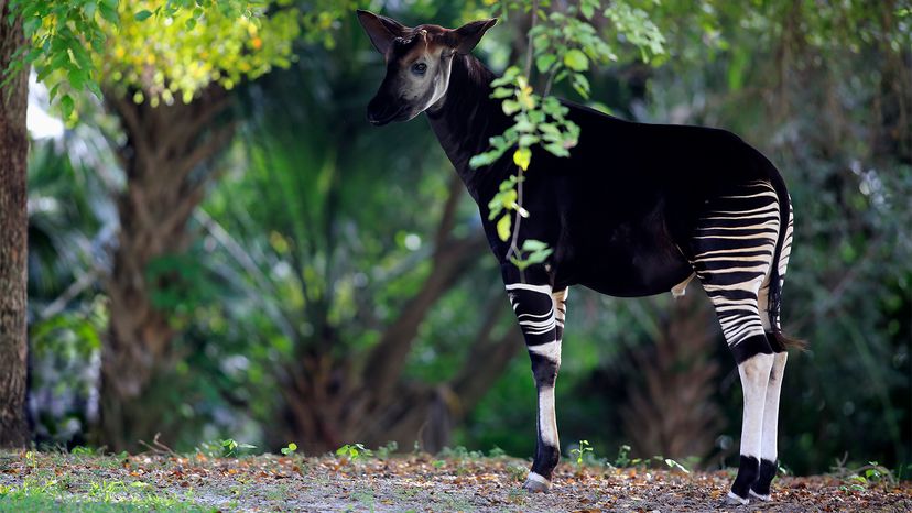 Is It a Zebra? A Giraffe? No, It's an Okapi | HowStuffWorks