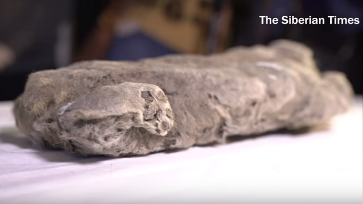 Perfectly Preserved Prehistoric Lion Cub Found in Russian Permafrost