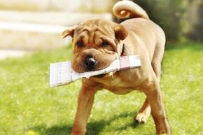 A Shar Pei dog after fetching the newspaper.