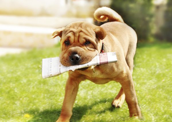 A Shar Pei dog after fetching the newspaper.