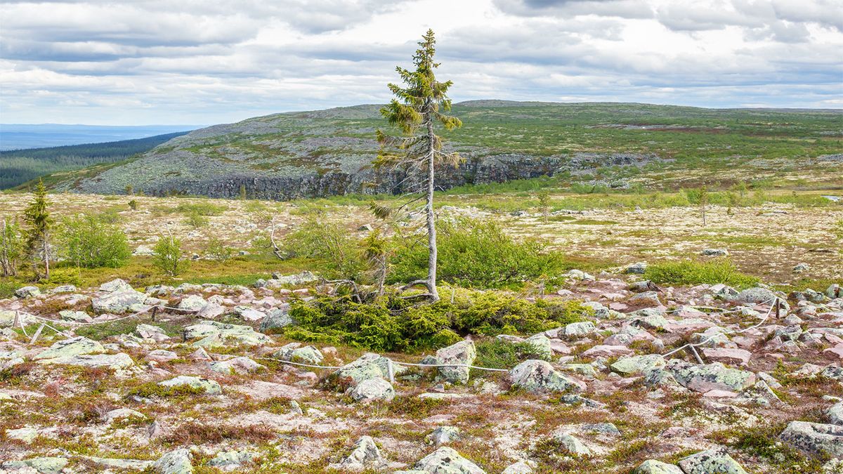 What Is the Oldest Tree in the Globe?