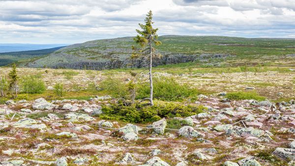 oldest tree