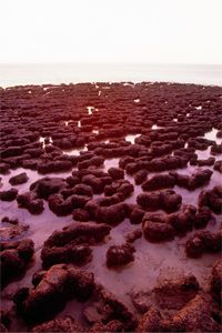 Stromatolites