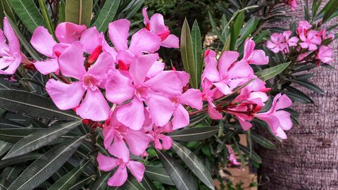 Oleander Is a Poisonous Plant, Not a Cure for COVID-19 - Vimarsana News