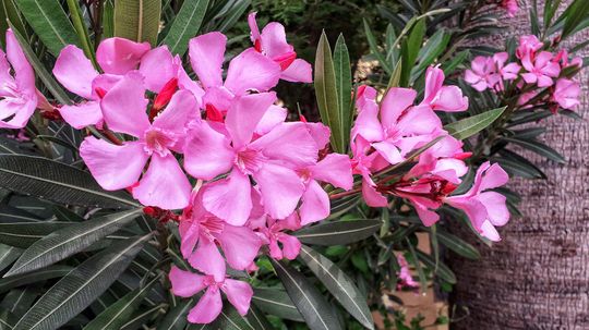 Oleander Is a Poisonous Plant, Not a Cure for COVID-19