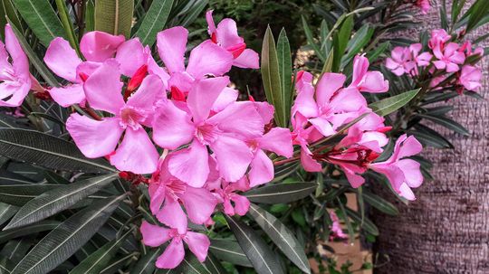 夹竹桃是一种有毒植物，不能治愈COVID-19＂border=