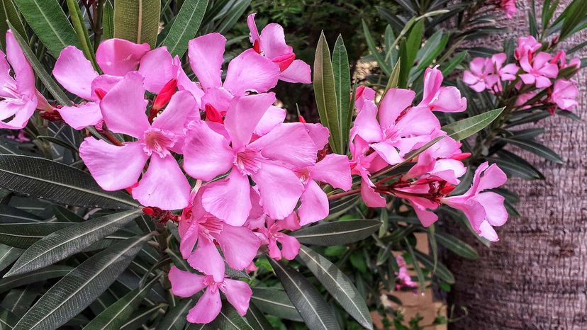 oleander