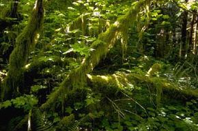 Exploring the lush forest outdoors.