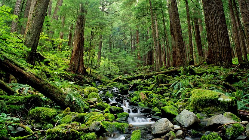 Olympic National Park