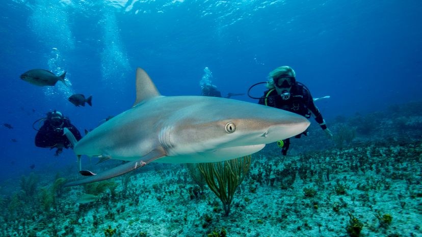 open water diving with sharks