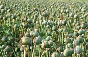 picture of opium field