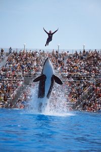 Although Sea World shows may make orcas seem like docile, friendly creatures, they are one of the ocean's most fearsome predators. See more pictures of marine mammals.